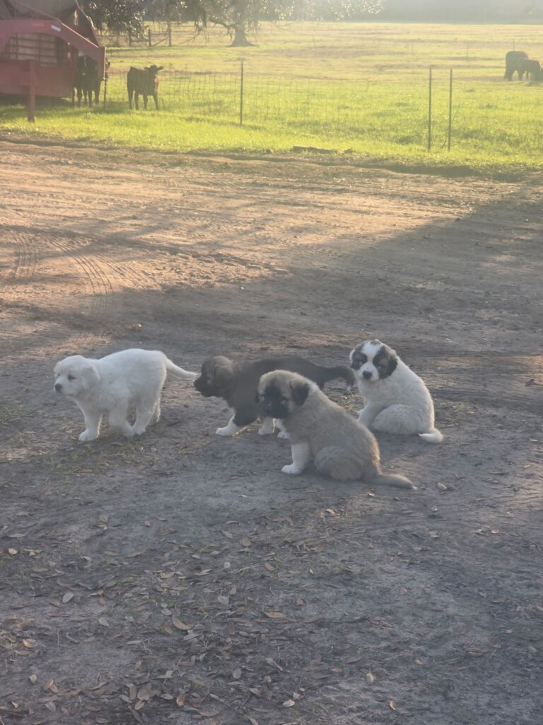 Trained Guardian Dogs – Green Pastures Farm