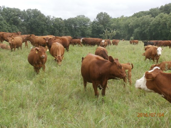 Greg-Judy-Cows-2-1 – Green Pastures Farm