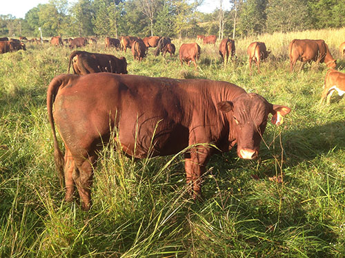 Grass Genetic Bulls – Green Pastures Farm